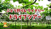 【旬を味わおう！ぶどう狩りとワイナリー巡り★ドライブツアー】