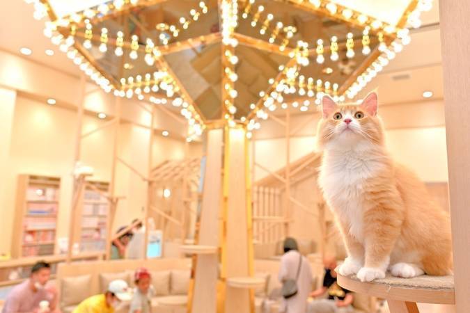 【女性主催】癒しの猫カフェに行こう🌕✨🍋
