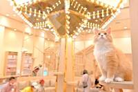 【女性主催】癒しの猫カフェに行こう🌕✨🍋