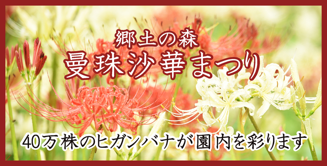 【9/28曼珠沙華祭り】府中散歩と曼珠沙華40万本！鑑賞💐府中市を楽しく散策、季節の美しい花に出会いに行こう😀