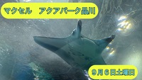 水族館ガチ勢と行くアクアパーク品川ツアー