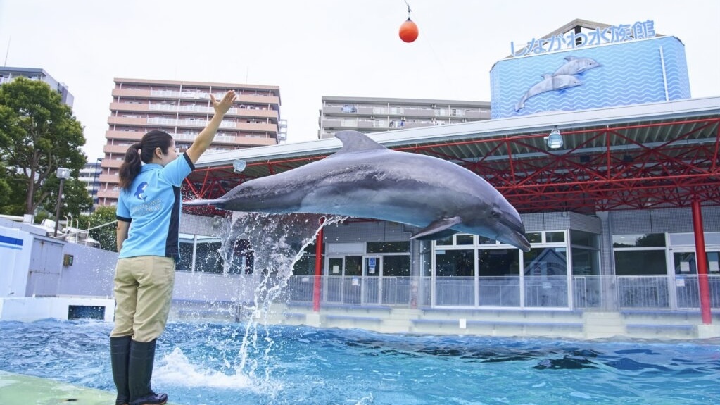 【今月の撮影企画📸】しながわ水族館に写真を撮りに行こう🐠📸