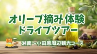【湘南オリーブ摘み体験&ドライブツアー★湘南〜小田原周辺観光コース】