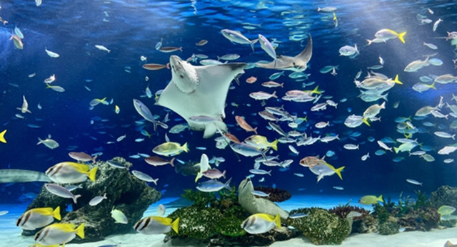 【30代女性限定】品川のアクアパーク水族館に行こう🐟