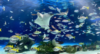 【30代女性限定】品川のアクアパーク水族館に行こう🐟