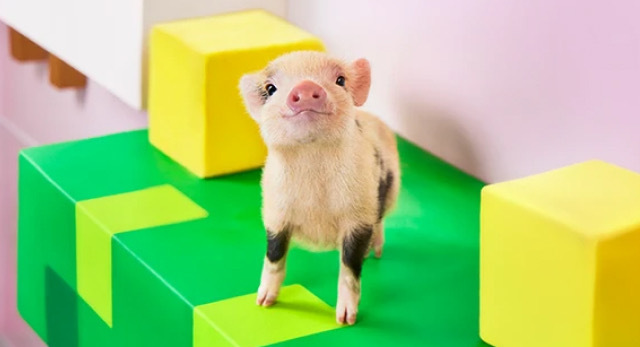 マイクロブタカフェに一緒にいきませんか？🐷