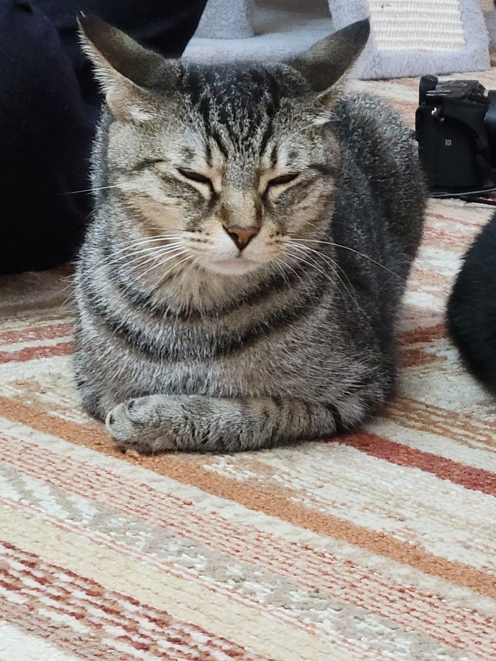 🐈‍⬛仕事終わりの猫カフェ交流会!!🐈️
