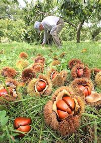 秋の自然を満喫❕栗拾い🌰🌱⋆｡✨️