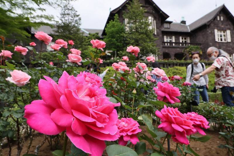 【早割中】今が見頃の薔薇を見に行こう🦊🦊