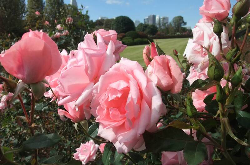 【20代30代限定】100種の秋薔薇を見に行こう🐽🐽🐽