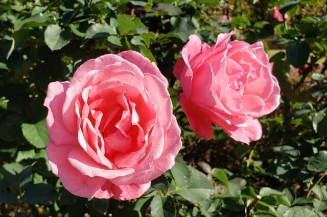 【早割中】100種の秋薔薇を見に行こう🐽🐽🐽