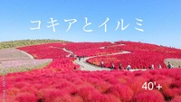 40'Plus 真っ赤なコキアとイルミネーションを楽しむ秋のバス旅