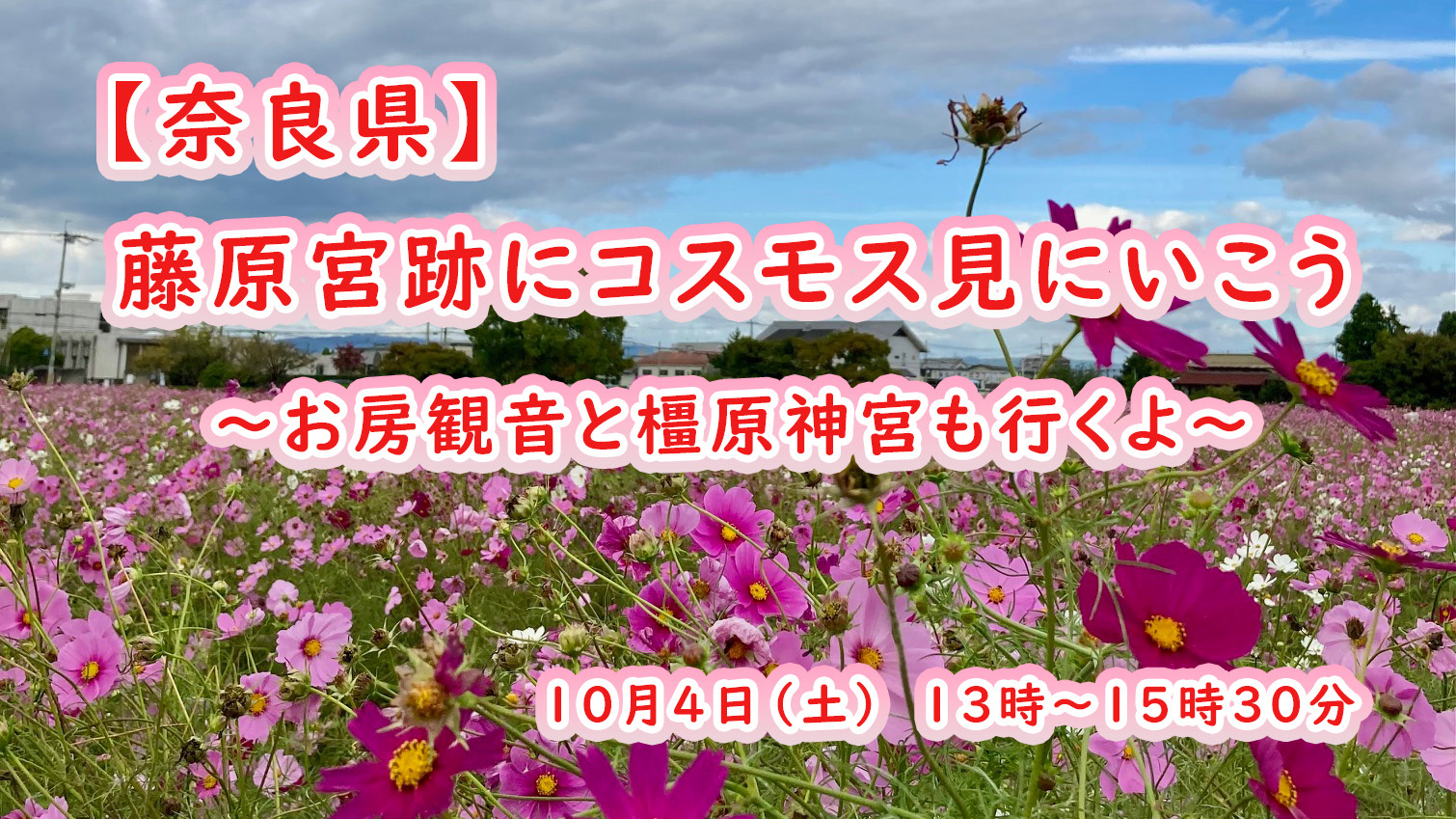 藤原宮跡花園にコスモス見に行こう。お房観音と橿原神宮も行くよ