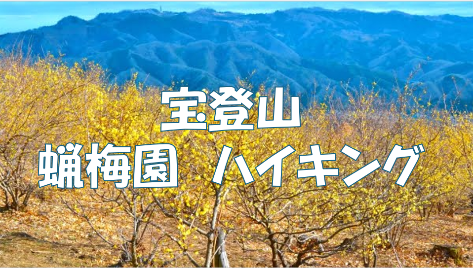 【初心者向け登山シリーズ】蝋梅（ロウバイ）の香りに包まれながら低山ハイキングをしよう♪