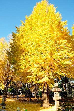 【女性主催】イチョウ並木を見に行こう！20代30代限定〜🌺🍭🐽