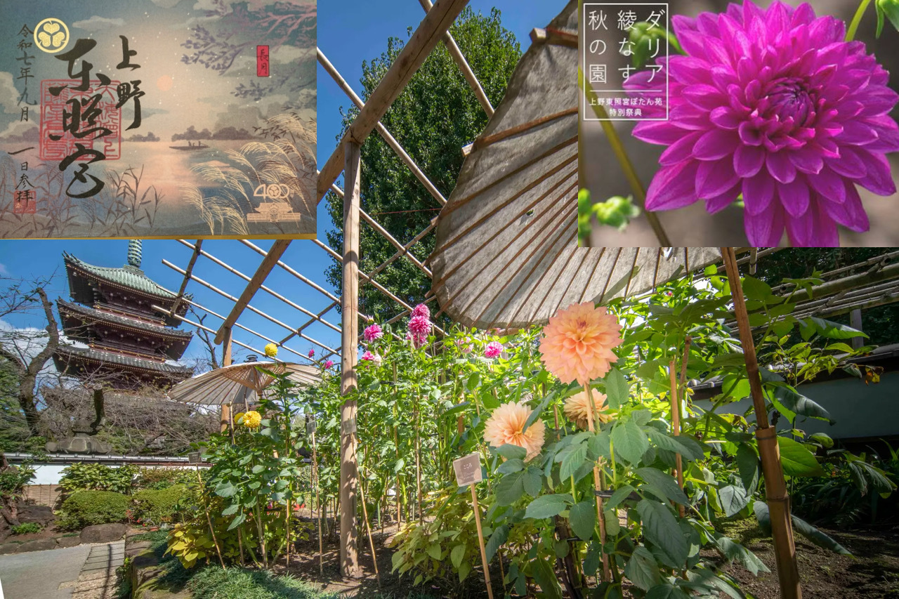 【上野のダリア秋庭園に行こう！】9/28 14時　上野東照宮ぼたん苑　ダリア綾なす秋の園　【秋限定御朱印を貰おう！】
