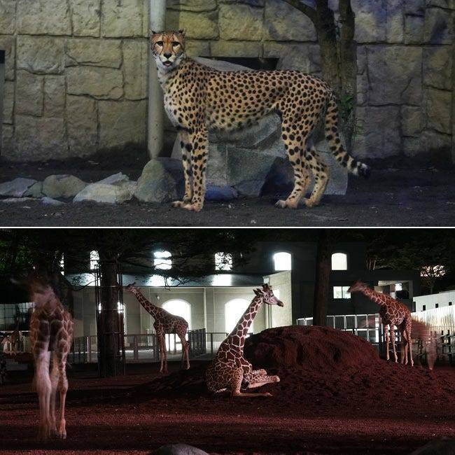 【早割中】秋の夜の動物園に行こう🎀🎀