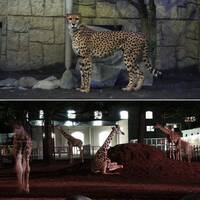 【早割中】秋の夜の動物園に行こう🎀🎀