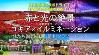 赤と光の絶景！コキア×足利イルミネーション×足利学校・織姫神社　 2企画分以上！？周遊するのでお得に秋を満喫！