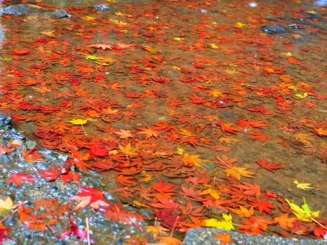 【女性メンバー考案イベント✨️】湯河原・もみじの郷🍁秋の絶景ハイキング！初心者歓迎・紅葉時期限定企画🍁