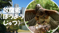 【お年玉企画・入園料主催者負担】新年に放鷹術(ほうようじゅつ)を見に行こう♪