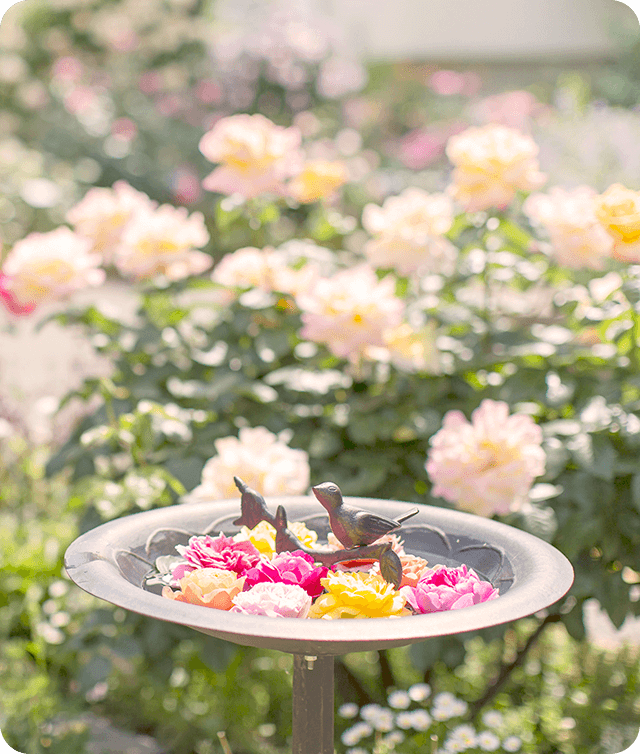 【四季の香ローズガーデン🌹】カメラ片手に♪フォトウォークをしよう📷