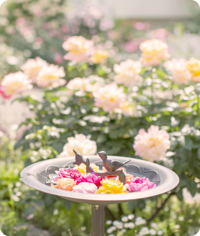 【四季の香ローズガーデン🌹】カメラ片手に♪フォトウォークをしよう📷