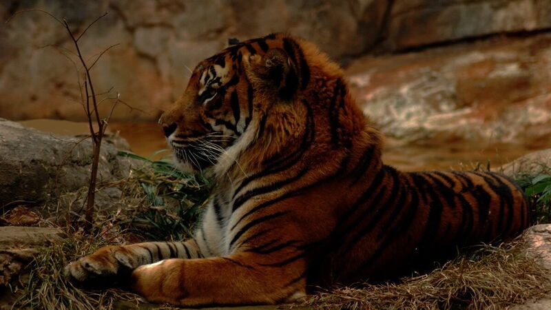 【最終日】夜の上野動物園に行こう🦁
