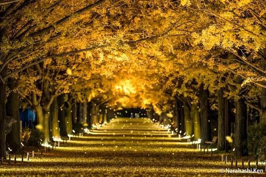 【11/29（土）開催】立川・昭和記念公園🌟秋限定ライトアップで紅葉と夜の絶景散歩！撮影必須の幻想体験