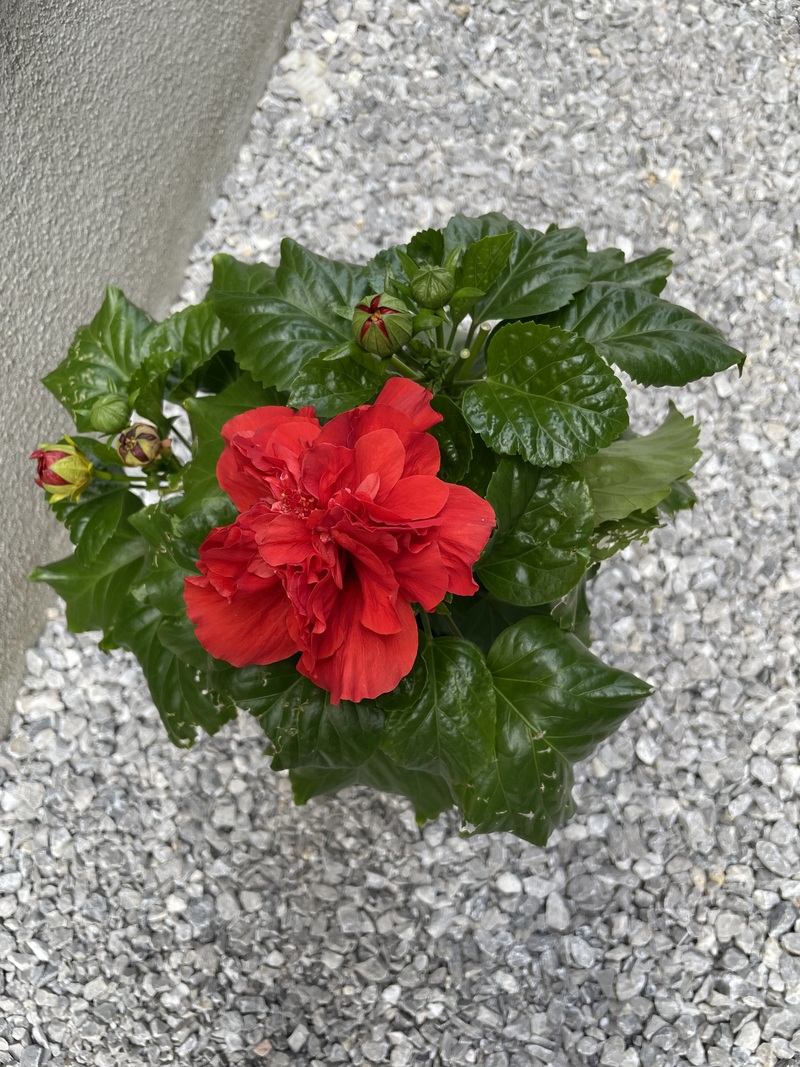 【5/26・代々木公園🌳】満席注意！初夏の自然散策ピクニック・友活チャレンジ✨