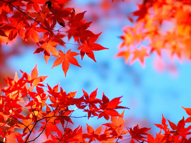 《☘️第80回☘️》🌈天神×ランチ🌈【10/25(土)11:45〜】※少人数開催※🌟お1人参加歓迎✨👫