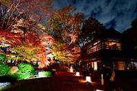 【早割中】期間限定の紅葉ライトアップを見に行こう🌷🌷