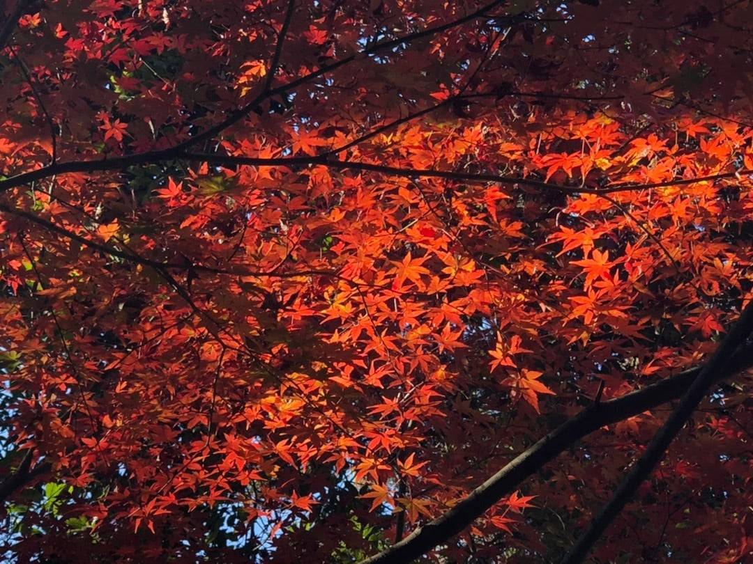 【20代30代限定】穴場の紅葉スポットに行こう！イロハモミジが有名です🦊🦊