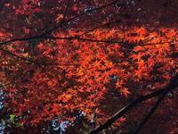 【20代30代限定】穴場の紅葉スポットに行こう！イロハモミジが有名です🦊🦊