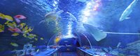 【10月11日開催】しながわ水族館🐠海の世界を探検をして新しい発見をしよう✨