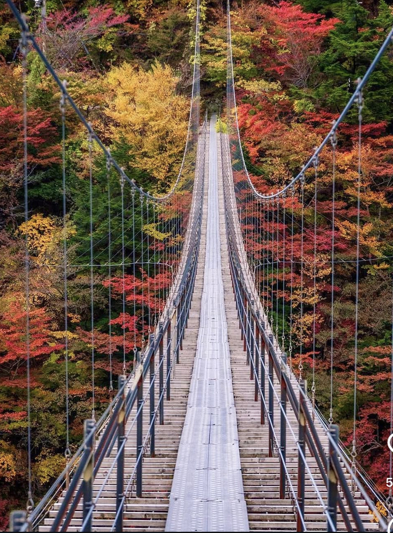 残1夢の吊り橋＆奥大井湖上駅＆紅葉🍁