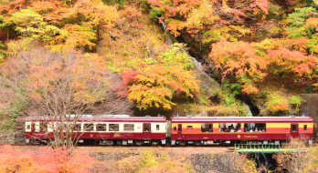 【11/3（月）文化の日に味わうトロッコ紅葉】
東京駅or桐生駅集合🍁トロッコわたらせ渓谷号で満席続出の紅葉絶景旅🍂