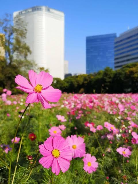[参加費一部返金]コスモスと紅葉が広がる浜離宮恩寵公園を巡り巡る