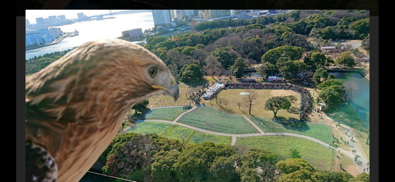 【正月の鷹の放鷹術🦅浜離宮恩師庭園】カメラ📷で撮影散策