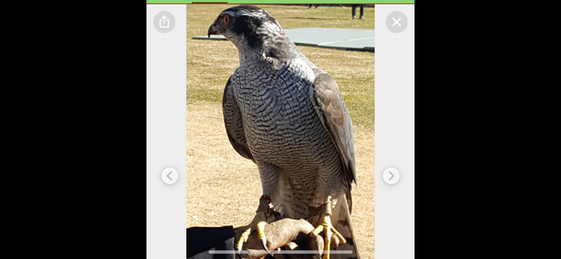 【正月の鷹の放鷹術🦅浜離宮恩師庭園】カメラ📷で撮影散策