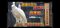 【天気は☀️正月の鷹の放鷹術🦅浜離宮恩師庭園】カメラ📷で撮影散策