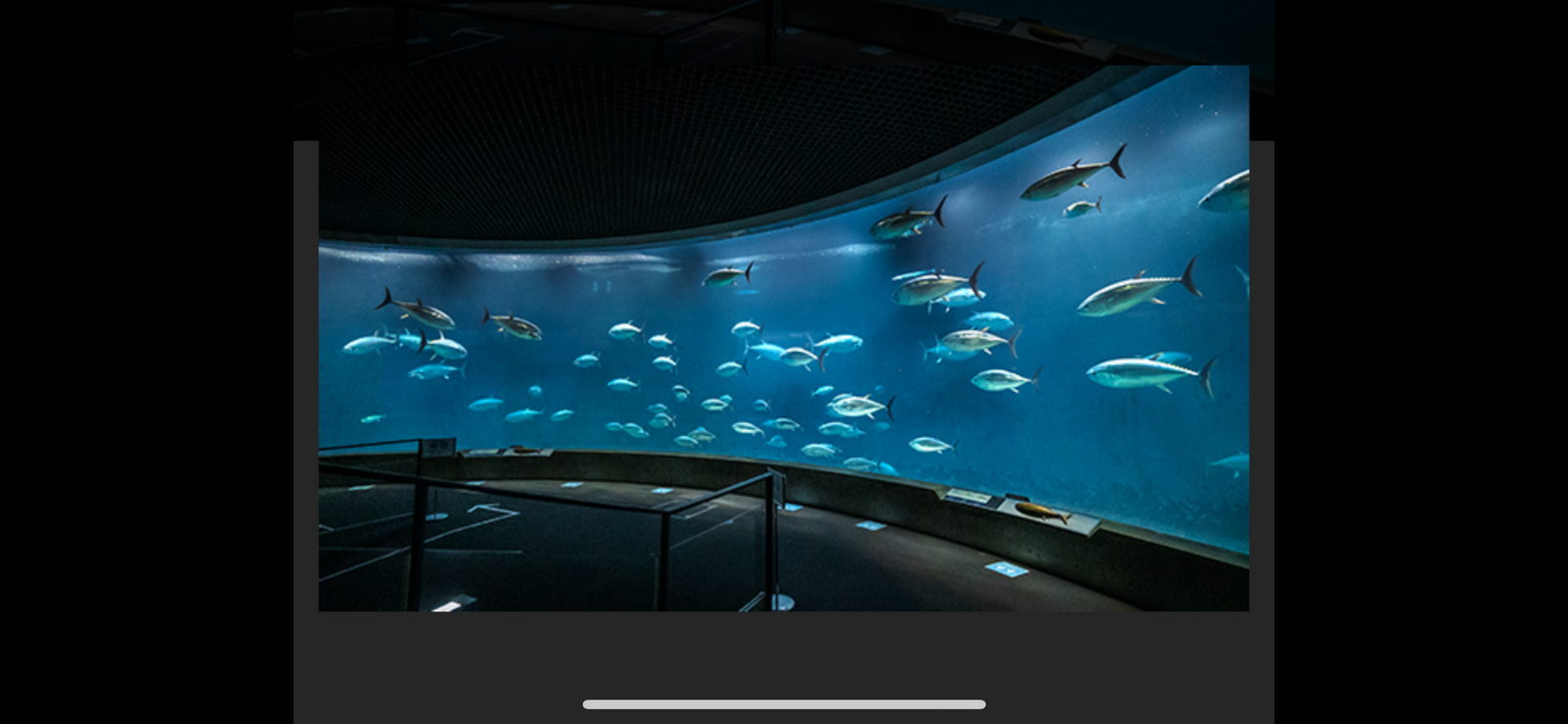 🐟葛西臨海水族館で特別なひとときを🐠✨