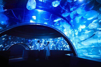 京都水族館に行こう！   29歳以下限定！