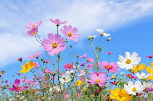 10/22(水)20:00〜🍝🍁平日カフェタイム🍁🍰【女性限定】※少人数開催※🍠お1人様大歓迎🍠