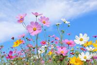 10/22(水)20:00〜🍝🍁平日カフェタイム🍁🍰【女性限定】※少人数開催※🍠お1人様大歓迎🍠