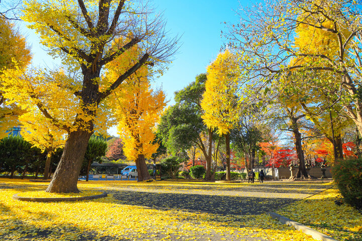 土曜のゆる散歩＠上野公園（11/29 11:30〜）