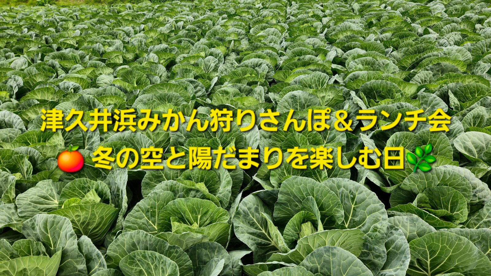 津久井浜みかん狩りさんぽ＆ランチ会 🍊 冬の空と陽だまりを楽しむ日🌿