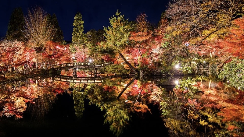 永観堂の紅葉ライトアップ見に行こう🍁   29歳以下限定！