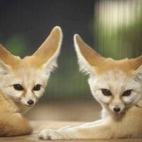 【20代30代限定】170種類の動物がいる文化園に行こう🐽🐽