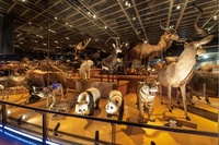 【無料の日】上野の国立科学博物館に行ってみよう！🪐【男女共催・初心者大歓迎】